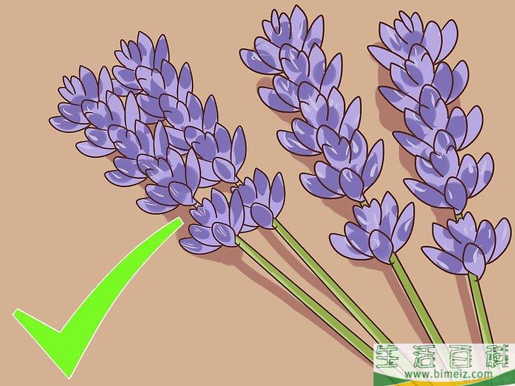 怎么收割薰衣草
