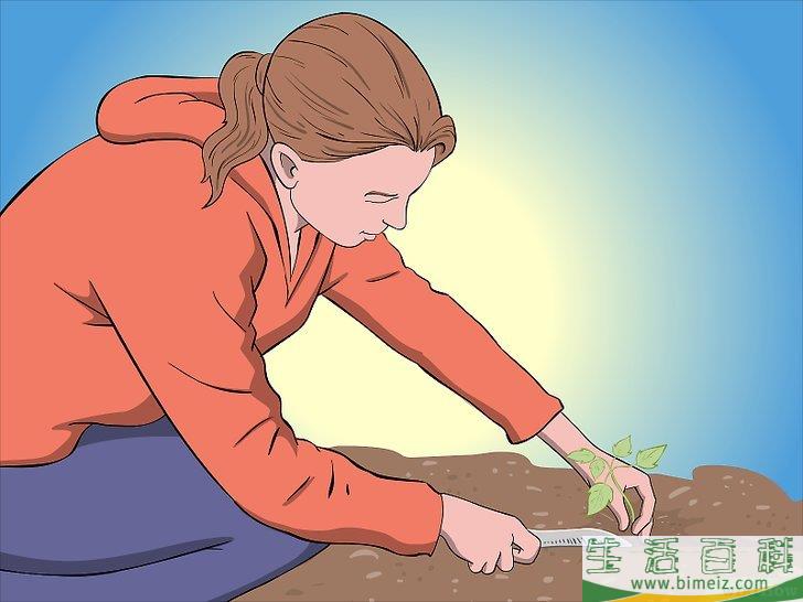 怎么种植树莓