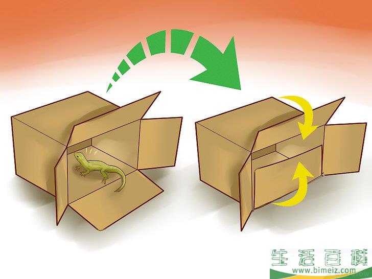 怎么抓住屋内的蜥蜴