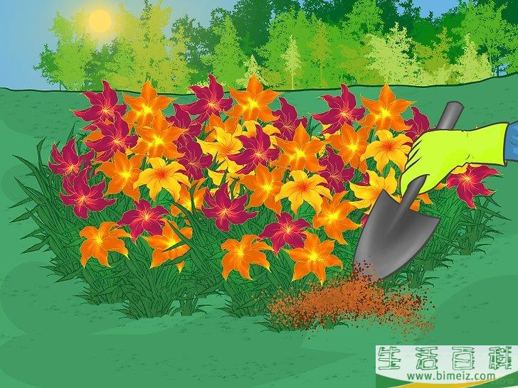 怎么分栽黄花菜
