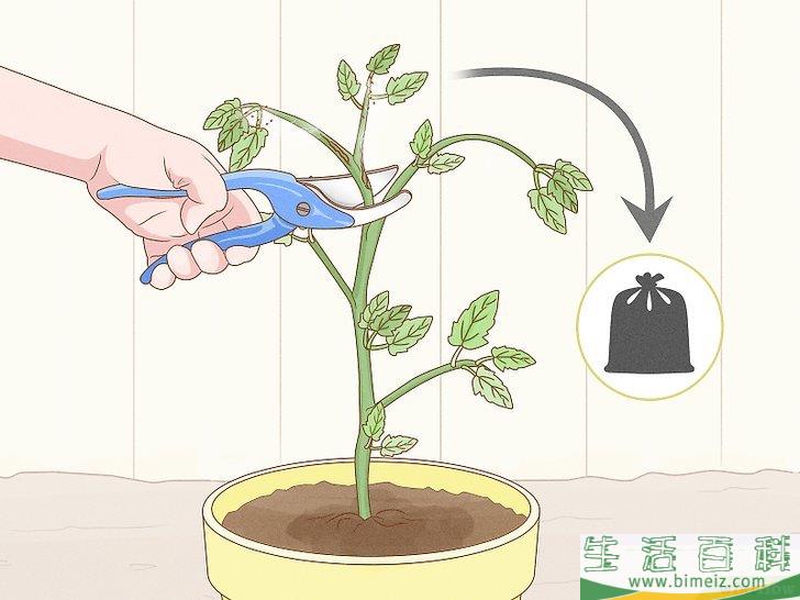 怎么通过自然的方法消灭红蜘蛛