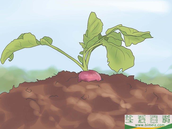 怎么收获萝卜