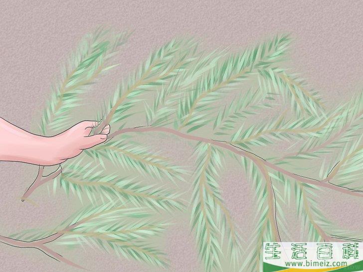 怎么培育百合花