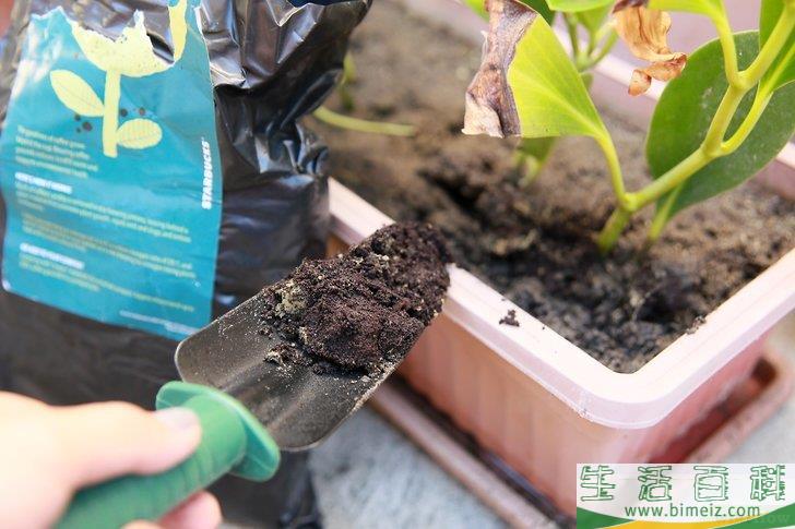 怎么挽救浇了太多水的植物
