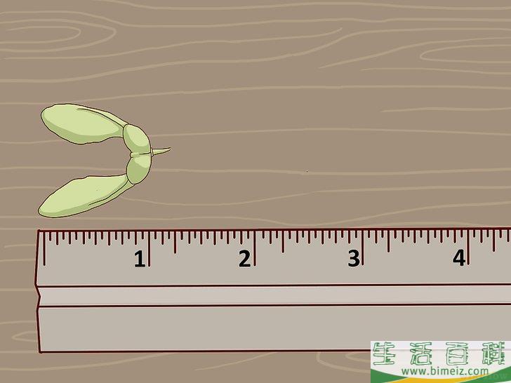 怎么辨认糖槭树