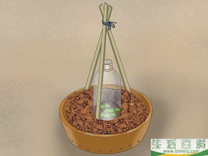 怎么盆栽黄瓜