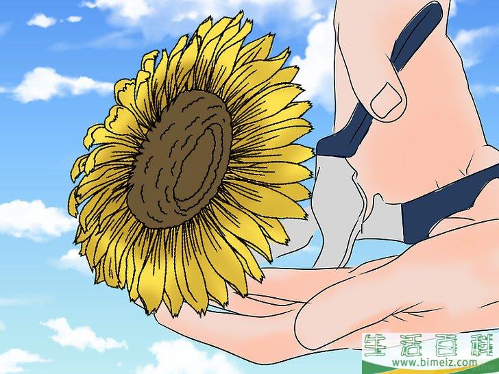 怎么照料向日葵