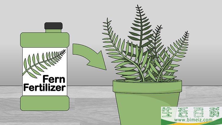 怎么养护蕨类植物