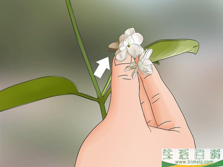 怎么扦插茉莉花