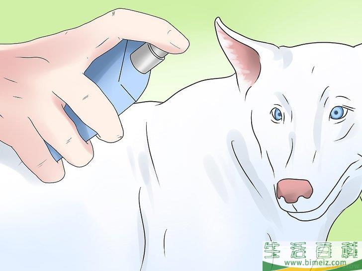 怎么清除家中跳蚤和扁虱