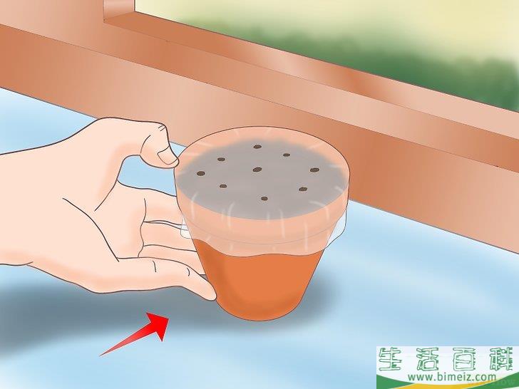 怎么从种子开始种植柠檬