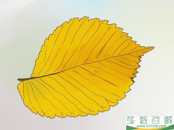 怎么辨别榆树