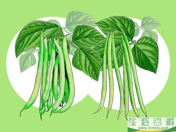怎么种植豆类和豌豆