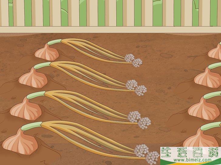 怎么种植发芽的洋葱