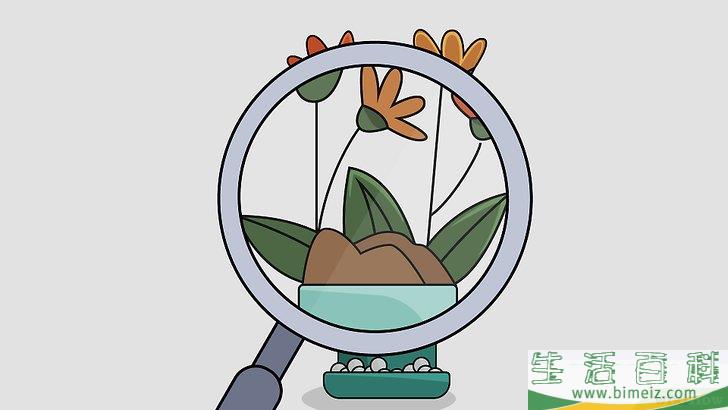 怎么种植室内盆栽