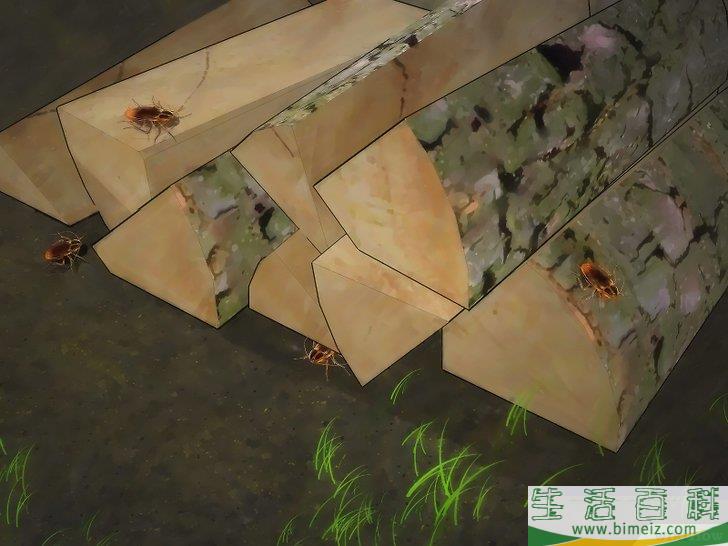 怎么消除蟑螂