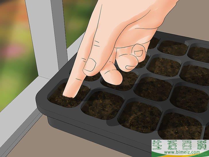 怎么给兰花浇水