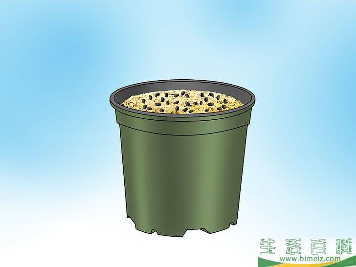 怎么种植捕蝇草