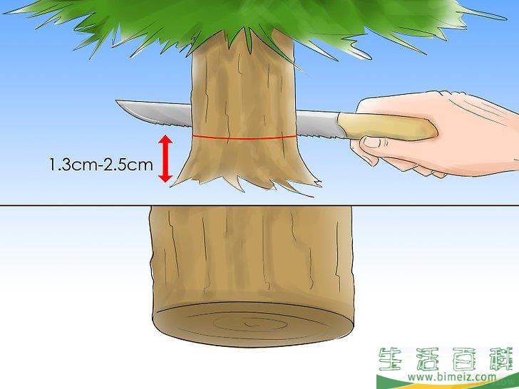 怎么养护圣诞树