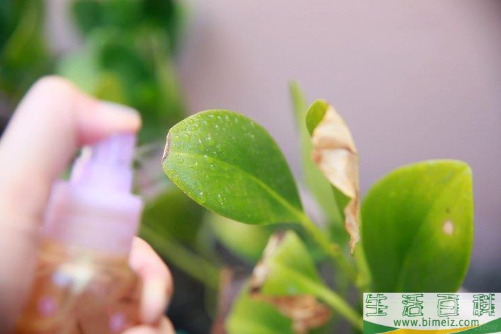 怎么挽救浇了太多水的植物