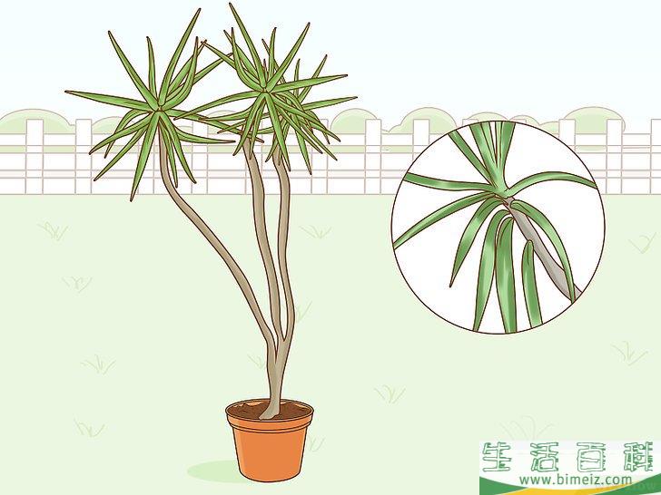 怎么养护马达加斯加龙血树