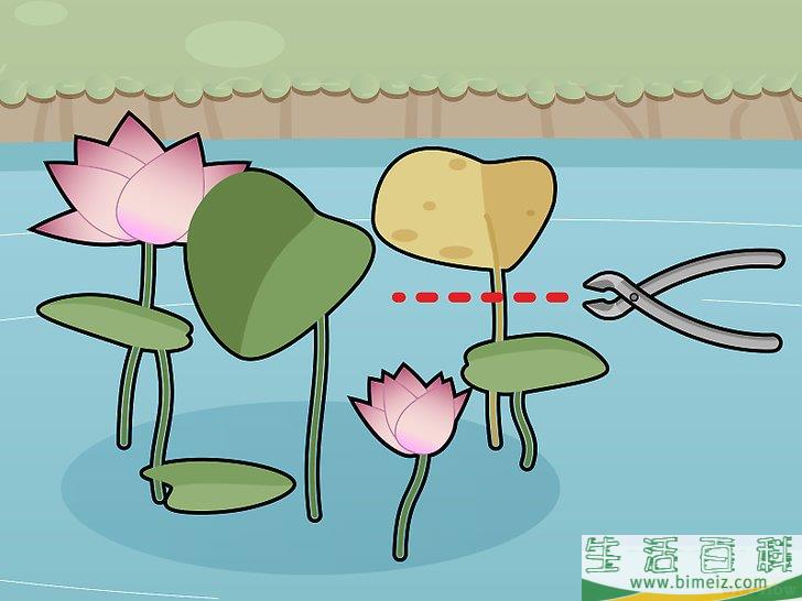 怎么种植莲花