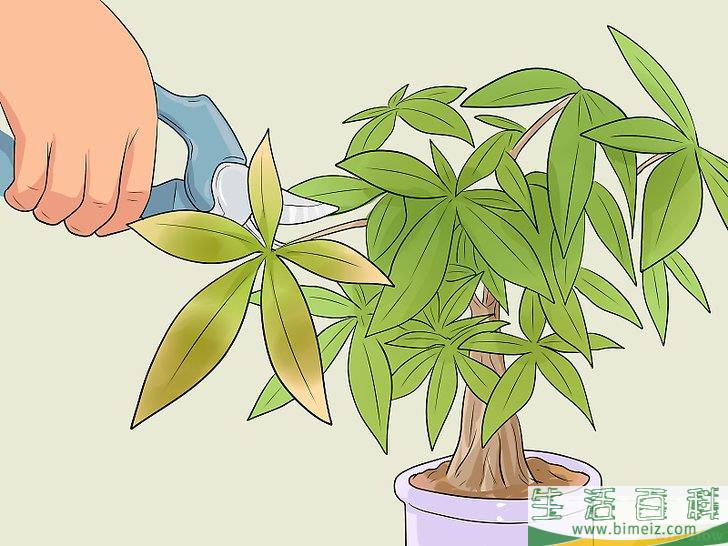 怎么照料招财树