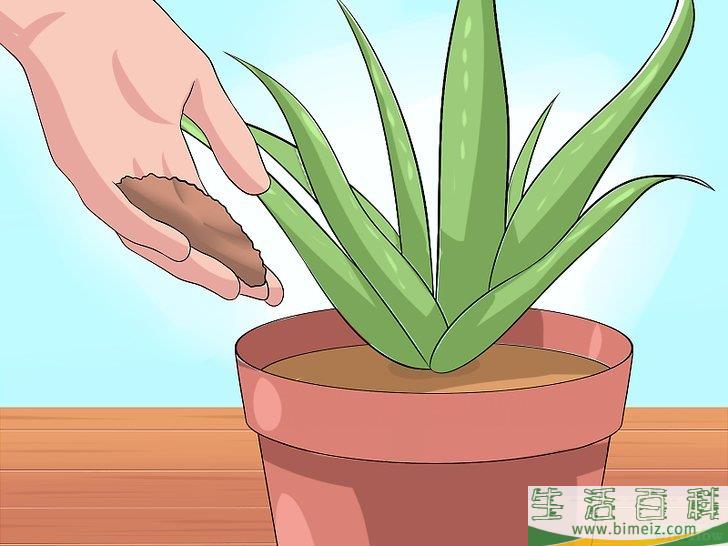 怎么培育芦荟