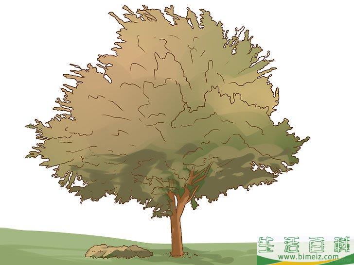 怎么辨别榆树
