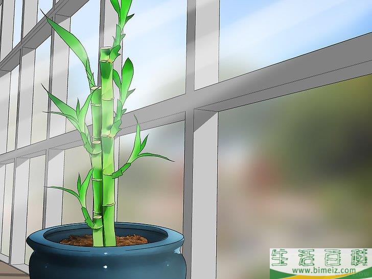 怎么在室内栽培竹子