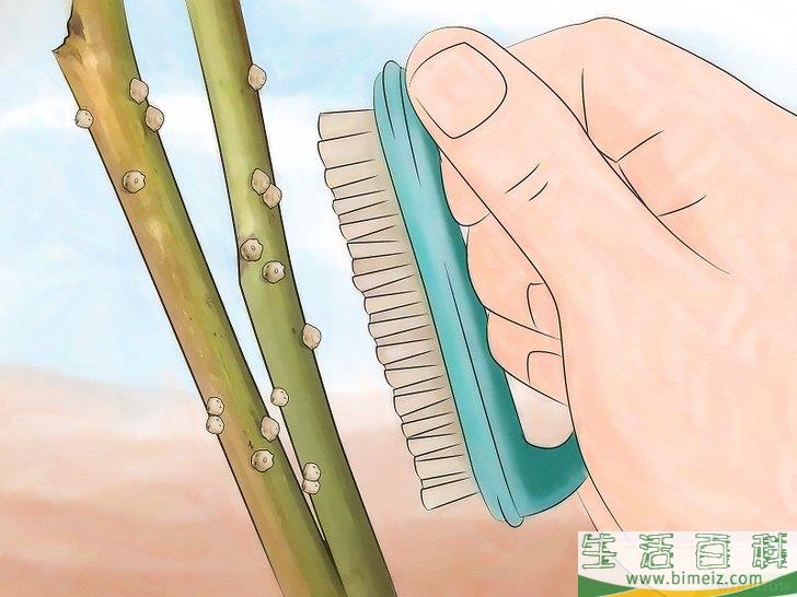 怎么消灭介壳虫