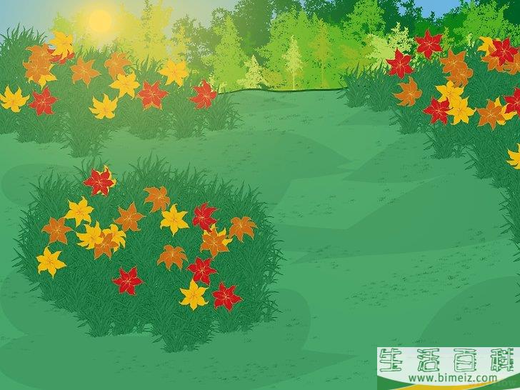 怎么分栽黄花菜