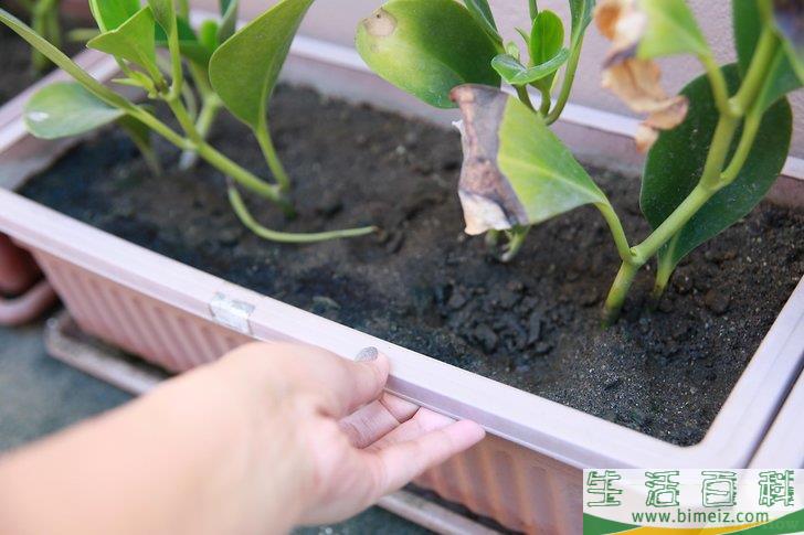 怎么挽救浇了太多水的植物