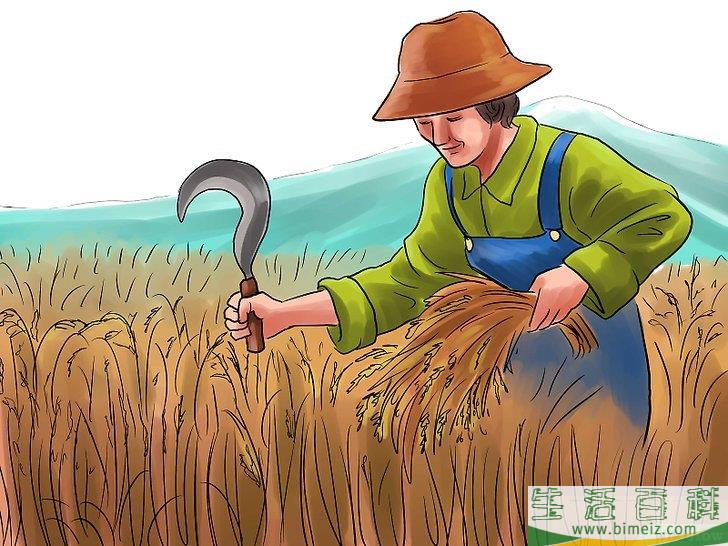 怎么种植大米