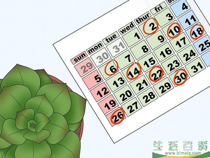 怎么给多肉植物浇水