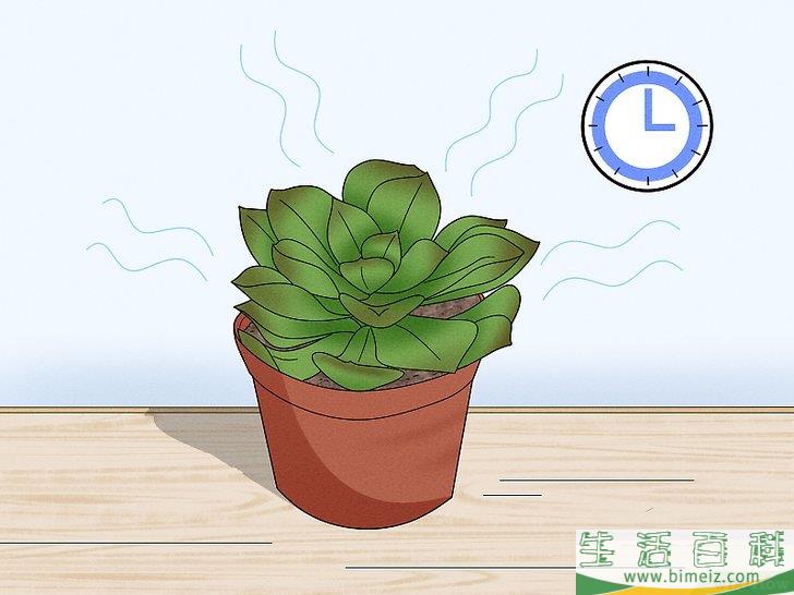 怎么给多肉植物浇水