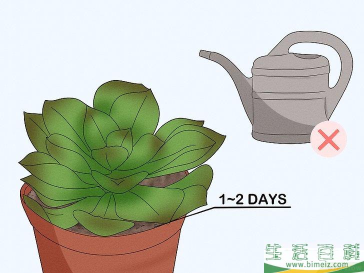 怎么给多肉植物浇水