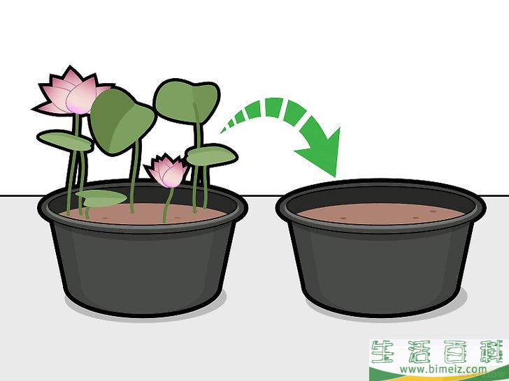 怎么种植莲花