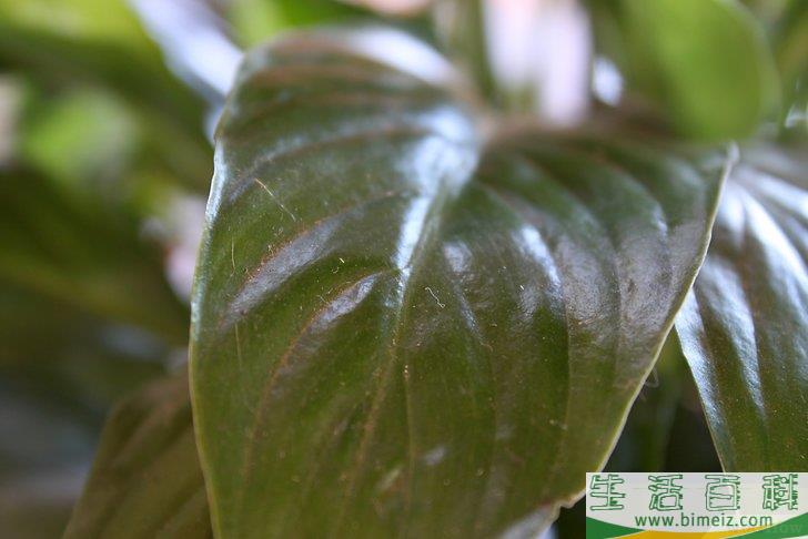 怎么护理室内植物