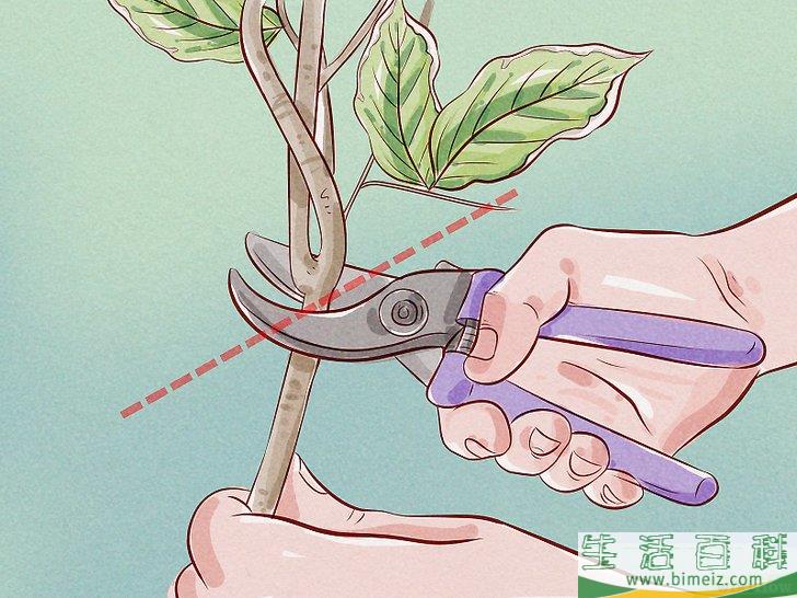 怎么给锦带花修枝