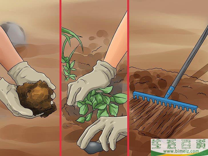 怎么播种苹果