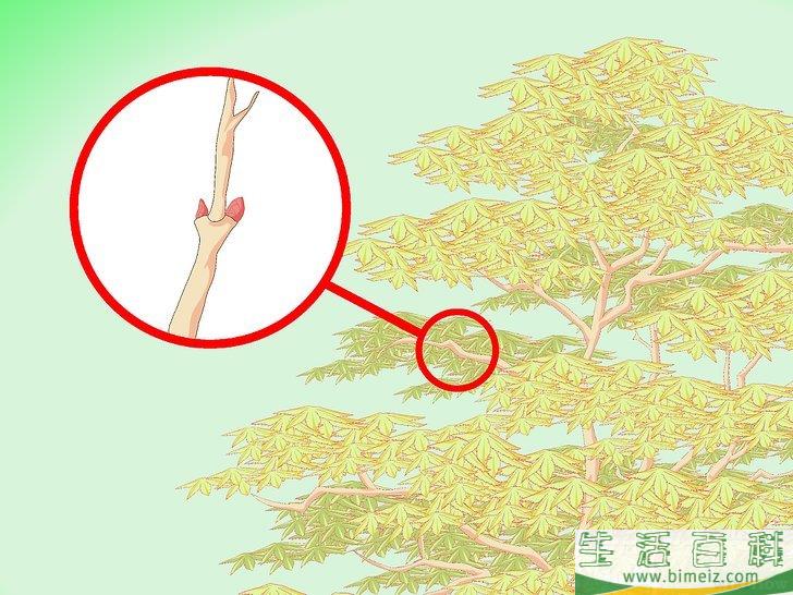 怎么修剪日本枫树