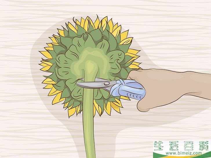 怎么干燥向日葵