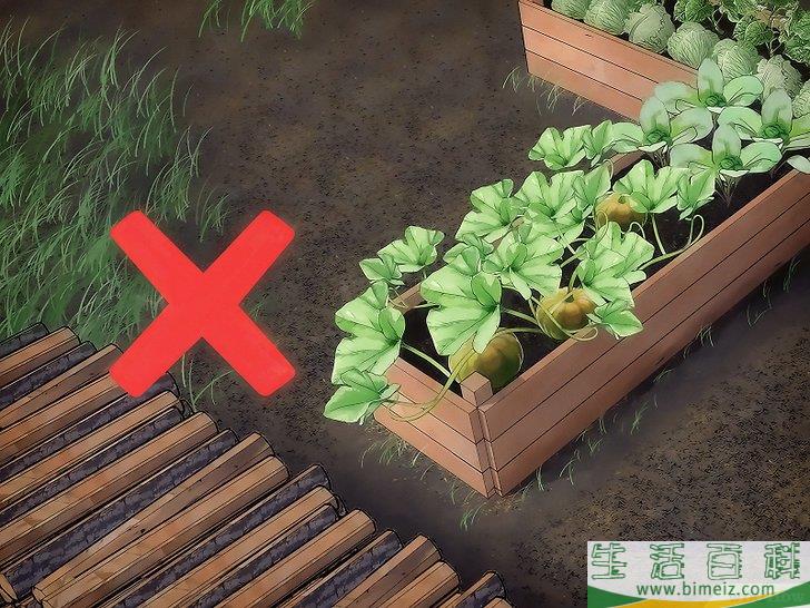 怎么让动物远离你的菜园