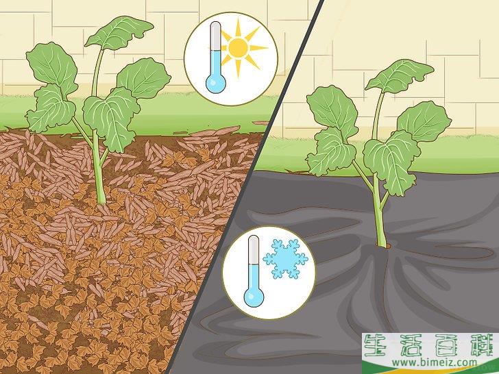 怎么种植西兰花