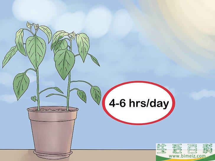怎么照料植物