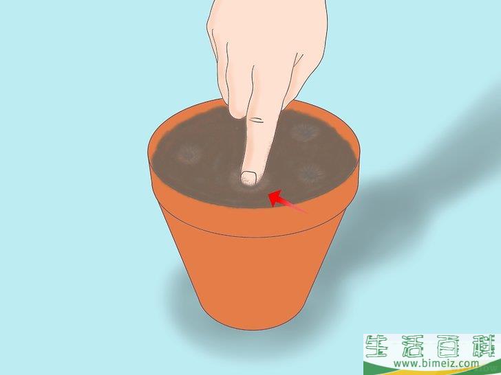 怎么从种子开始种植柠檬