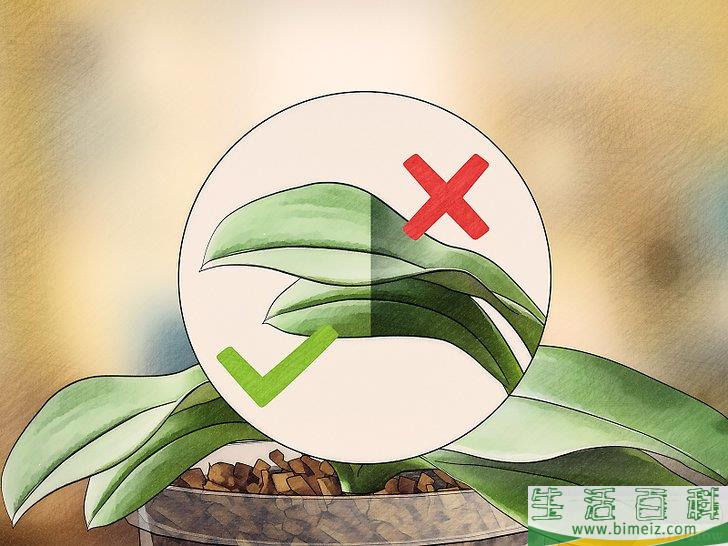 怎么让兰花开花