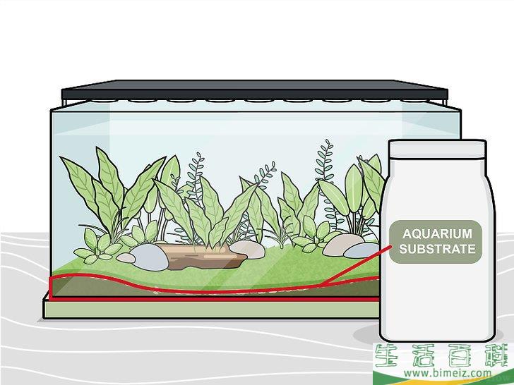 怎么种植淡水水族箱植物