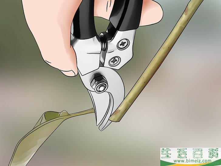 怎么扦插茉莉花